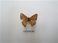 藏品(銀紋尾蜆蝶　中南部亞種)的圖片